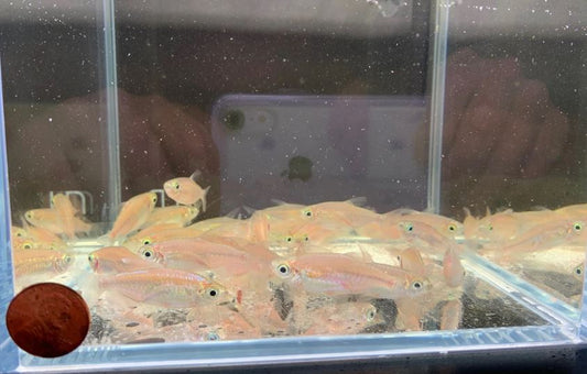 Congo Tetra