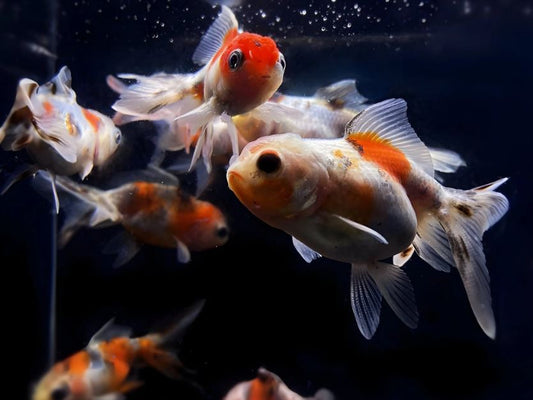 Calico Oranda - 2-2.5"
