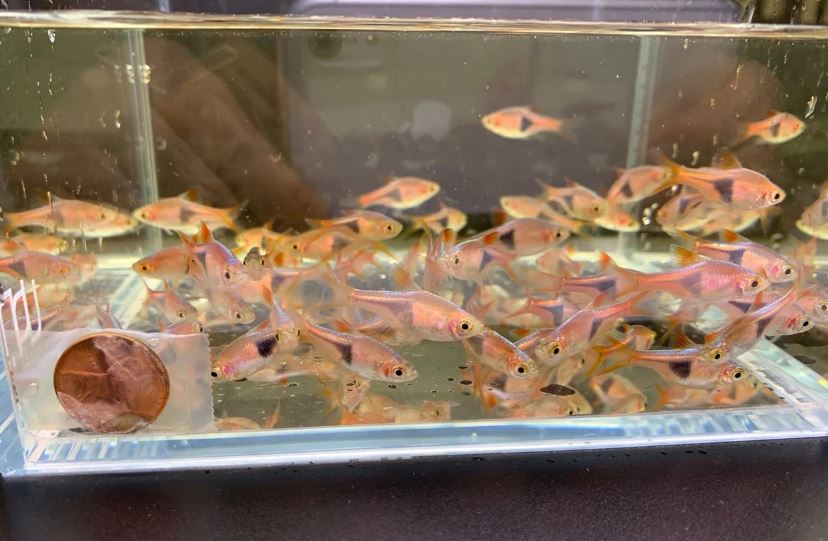 Harlequin Rasbora (Size M)