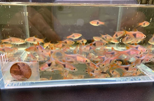 Harlequin Rasbora (Size M)