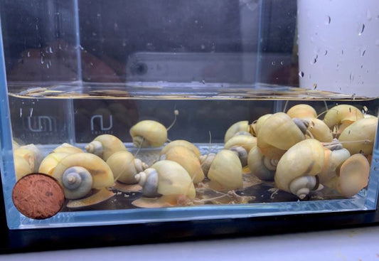 Ivory Mystery Snail