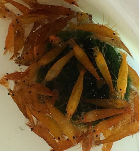 Orange Shrimp