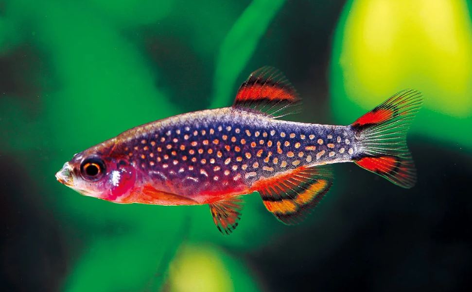 Galaxy Rasbora / Celestial Pearl Danio (Size Small)