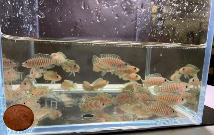 Neolamprologus similis- Zebra Shell Dweller (1.5"-2")
