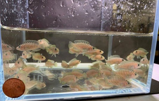 Neolamprologus similis- Zebra Shell Dweller (1.5"-2")