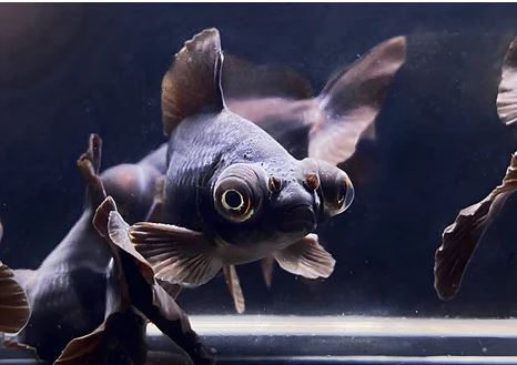 Black Butterfly Tail Goldfish - 2.5-2.75"