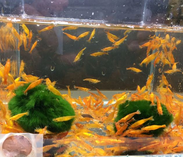 Orange Shrimp