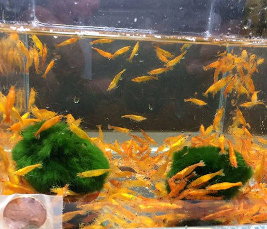 Orange Shrimp