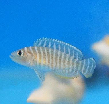 Neolamprologus similis- Zebra Shell Dweller (1.5"-2")