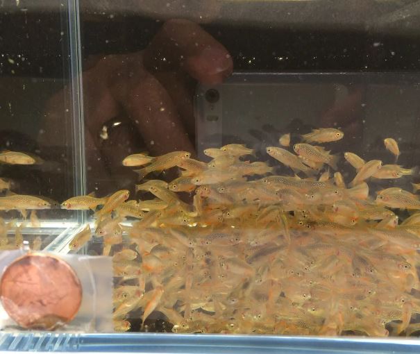 Galaxy Rasbora / Celestial Pearl Danio (Size Small)