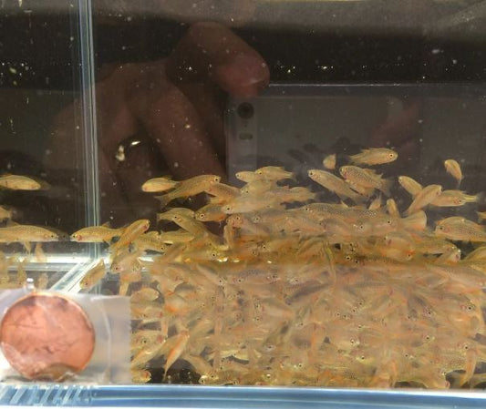 Galaxy Rasbora / Celestial Pearl Danio (Size Small)