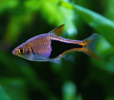 Harlequin Rasbora (Size M)