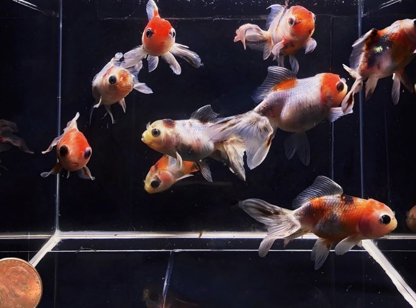 Calico Oranda - 2-2.5"