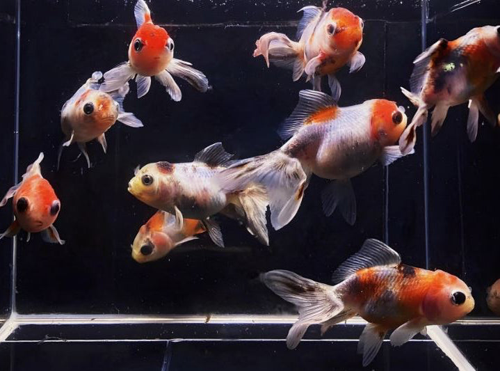 3 Calico Oranda - 2-2.5"