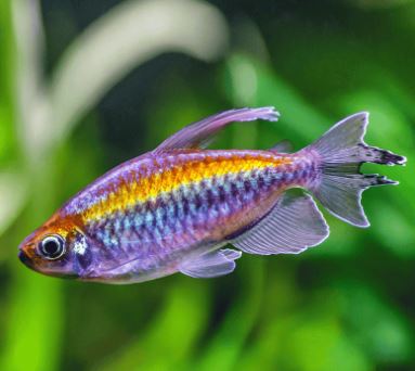 Congo Tetra