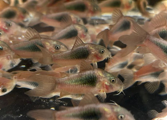 Aeneus Cory