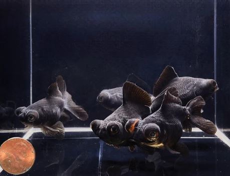 Black Butterfly Tail Goldfish - 2.5-2.75"