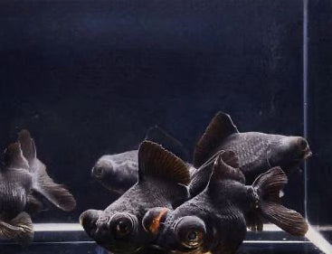 2 Black Butterfly Tail Goldfish - 2.5-2.75"