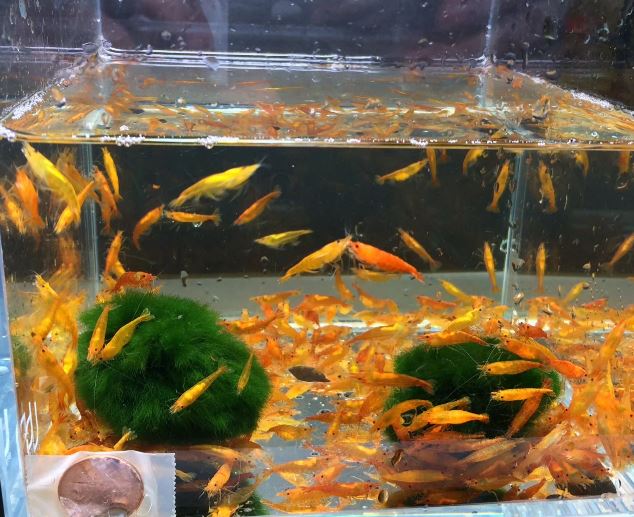 Orange Shrimp