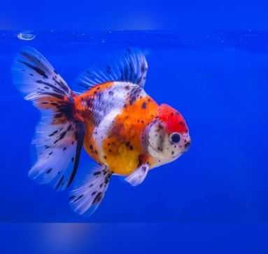 Calico Oranda - 2-2.5"