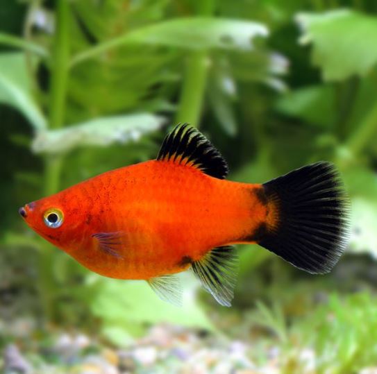 Assorted Platy