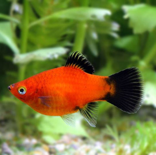 Assorted Platy