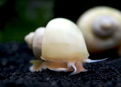 2 Ivory Mystery Snail