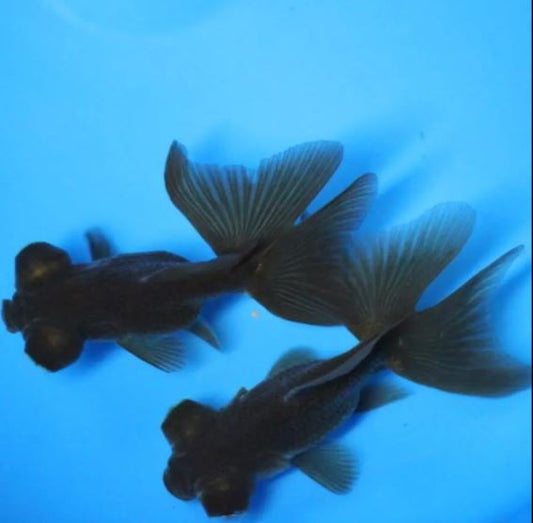 Black Butterfly Tail Goldfish - 2.5-2.75"