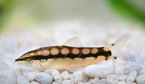 Dwarf Chain Loach / Sidthimunki Botia Small