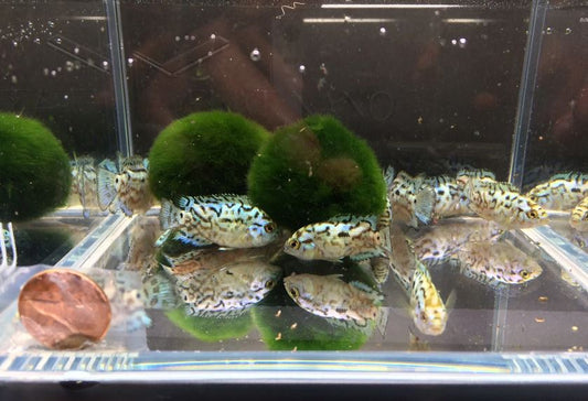 Electric Blue Jack Dempsey