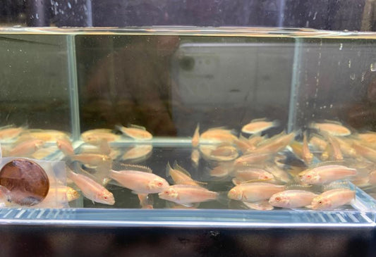 Albino Kribensis