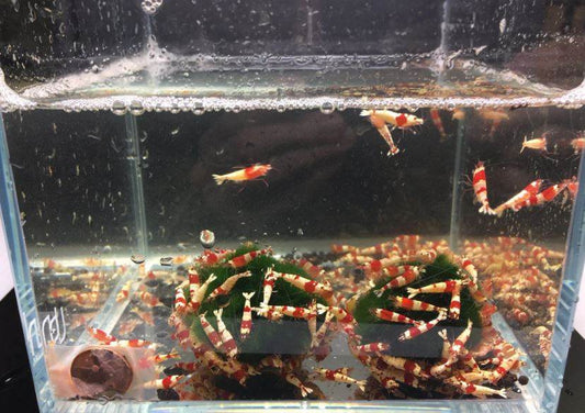 Red Crystal Shrimp