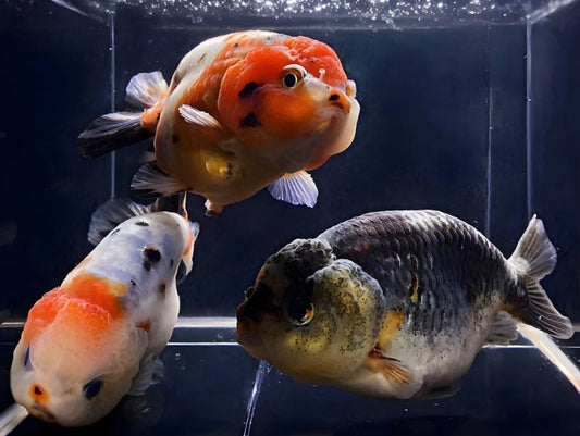 Calico Ranchu Goldfish - 3.5-4"