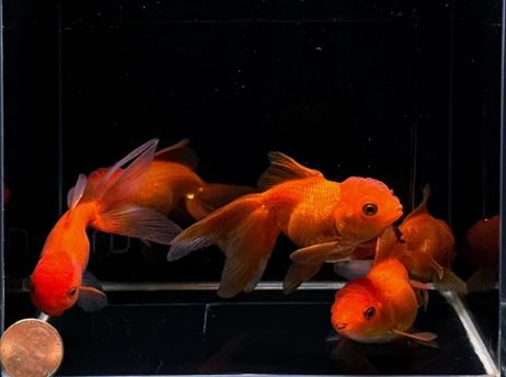 Red Oranda Goldfish - 3"