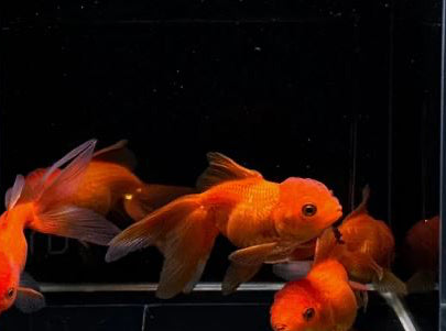 2 Red Oranda Goldfish - 3"