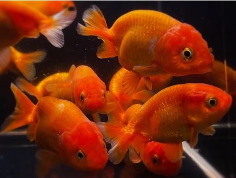 Red Ranchu Goldfish - 2-2.5"