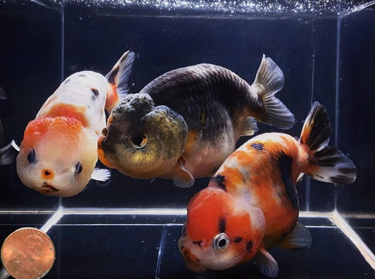 Calico Ranchu Goldfish - 3.5-4"