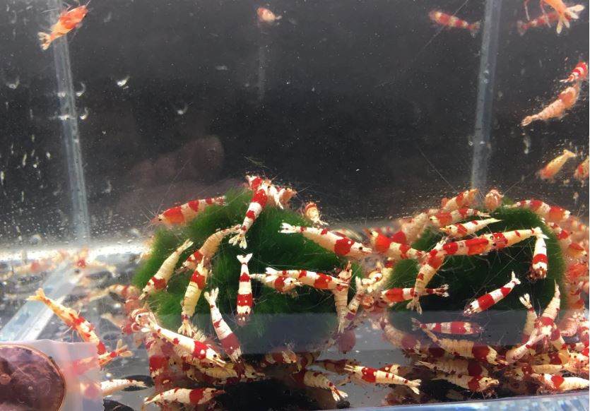 Red Crystal Shrimp