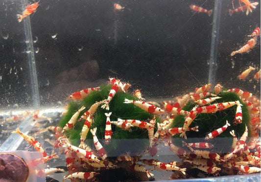 Red Crystal Shrimp