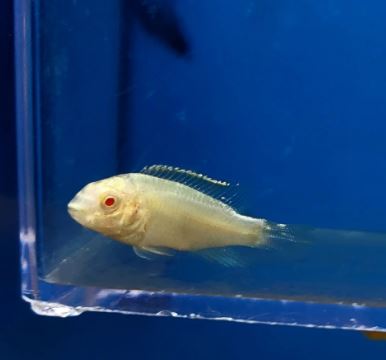 Albino Kribensis