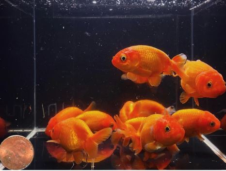 Red Ranchu Goldfish - 2-2.5"
