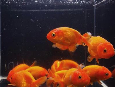3 Red Ranchu Goldfish - 2-2.5"