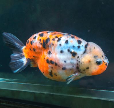 Calico Ranchu Goldfish - 3.5-4"
