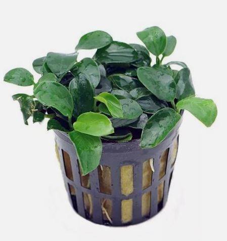 ANUBIAS NANA PETITE IN POT -Freshwater Aquatic Live Plants