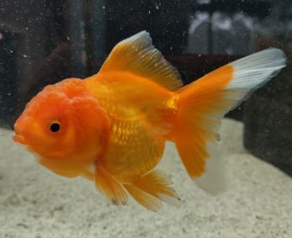 Red Oranda Goldfish - 3"