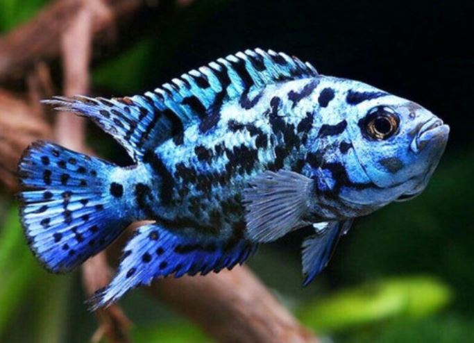 Electric Blue Jack Dempsey