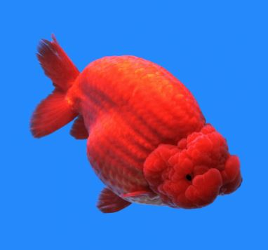 Red Ranchu Goldfish - 2-2.5"