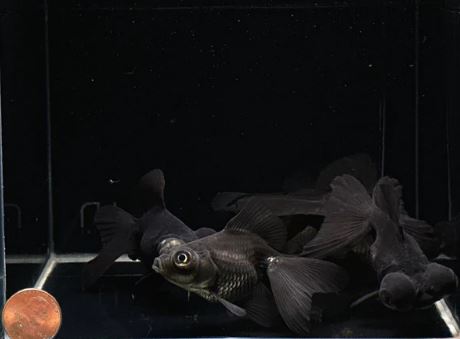 Black Butterfly Tail Goldfish - 3"