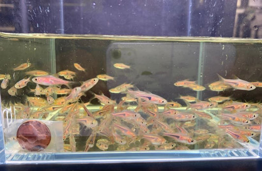 Red Slender Harlequin Rasbora / Espei