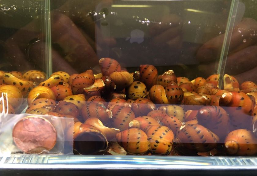 Red Spotted Nerite Snail